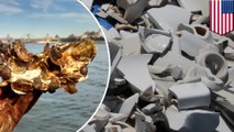 New York to grow 50,000 oysters on recycled toilets to clean up the city’s polluted waterways