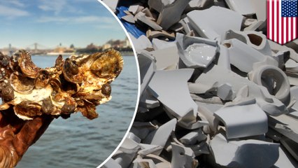 New York to grow 50,000 oysters on recycled toilets to clean up the city’s polluted waterways