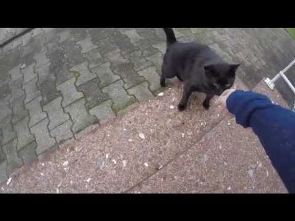 Cat Encounter