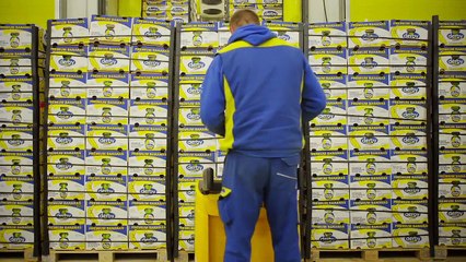 Alhemija Balkana u Sloveniji - DERBY banana // PROMO