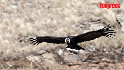 Bolivie: un condor reprend sa liberté dans la cordillère des Andes