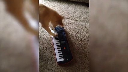 Tout ces cours de piano pour faire ça... Ahahaha