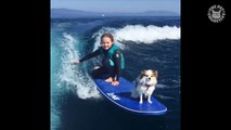 Cette jeune fille surf avec son chien sur la planche... La classe