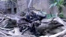 Gorilla Fight