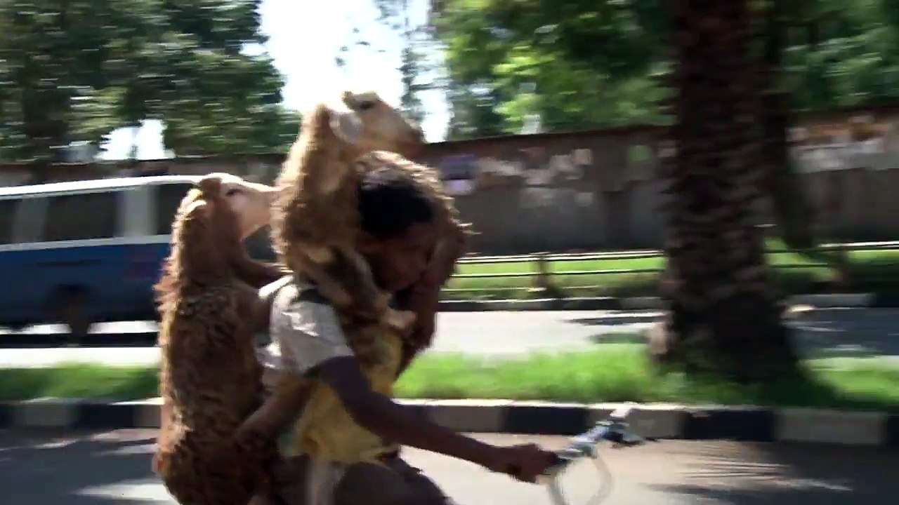 Ce berger porte 2 moutons à Vélo en Ethiopie !