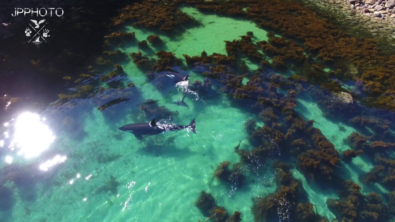 2 orques nagent et chassent ensemble en nouvelle zélande filmés par un Drone