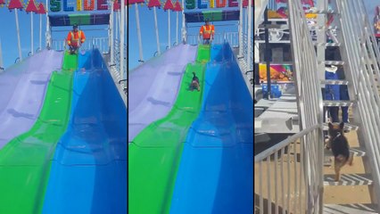 Ce chien adore faire du toboggan