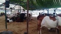 Afridi Cattle Farm Karachi Mandi 2k16 Part 4