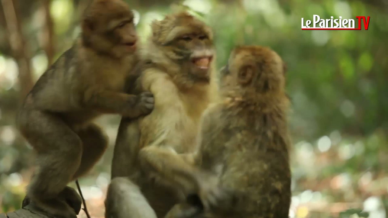 « Terre de Singes » : un nouveau parc dédié aux macaques