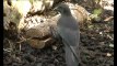 Les corbeaux hawaïens savent utiliser des outils pour manger
