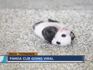 WATCH: Panda cub struggles to roll over