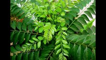 करी पत्ते के फायदे । Health and Beauty benefits of Curry Leaves