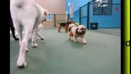 Dog Daycare Oceanside