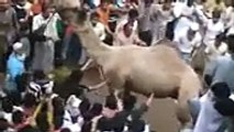 Wrong Way of Doing Camel Qurbani - Video Dailymotion