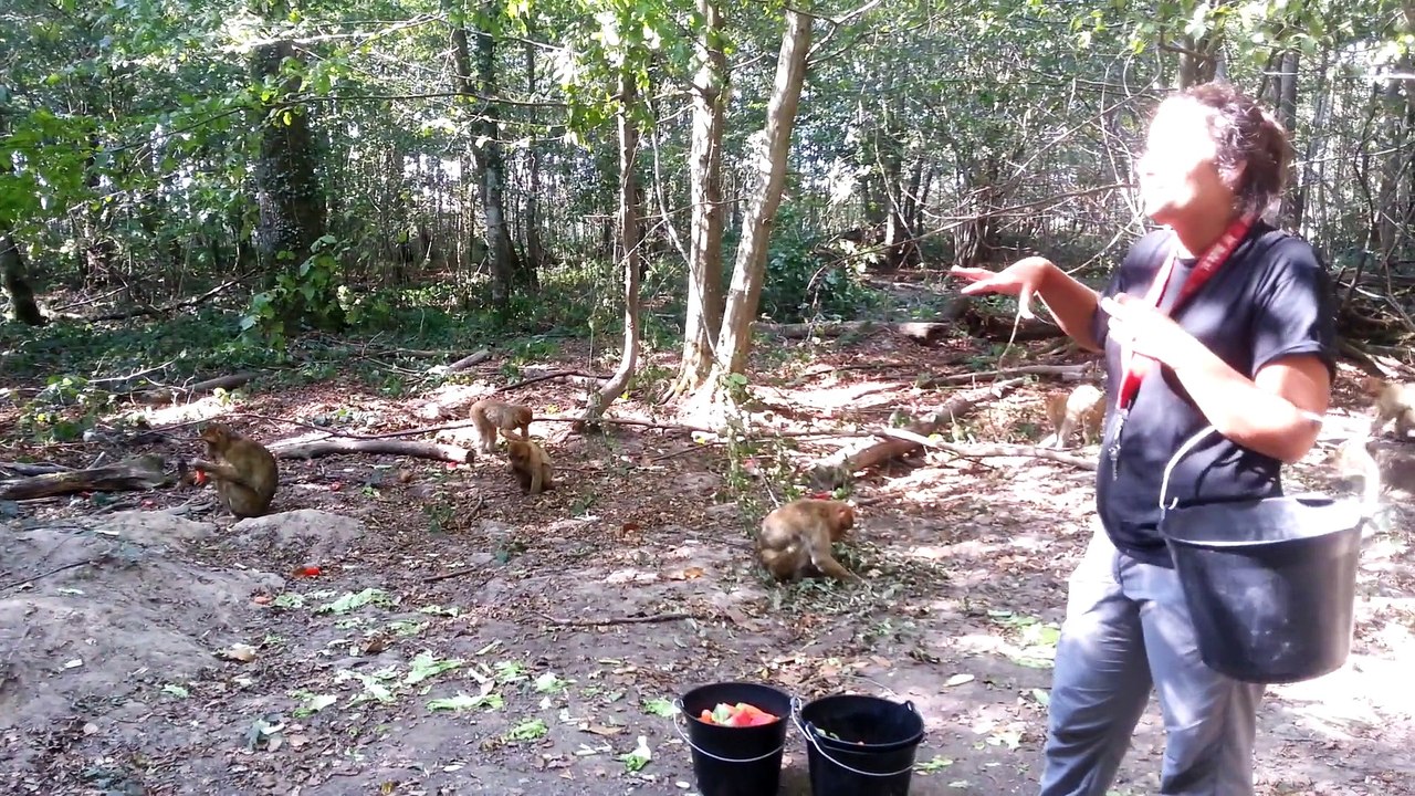 Sofia nourrit les Macaques de Terre de Singes