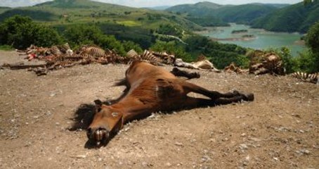 ABD'de 45 Bin Vahşi Atın Öldürülmesi Gündemde