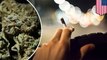 Marijuana breathalyzer test: THC breathalyzer ‘The Hound’ tested on California drivers - TomoNews