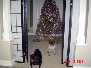 Fat, Lazy, Pugs  That s a Dog!