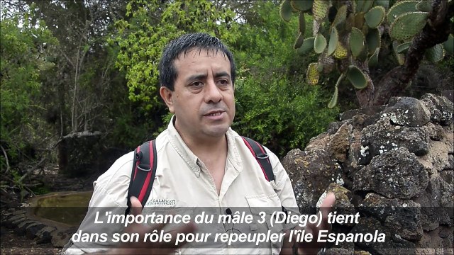 Galapagos: les exploits sexuels d'une tortue sauvent son espèce