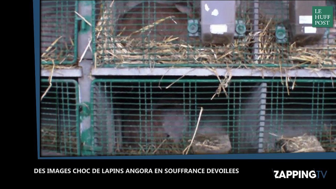 La vidéo choc de lapins angora épilés qui hurlent publiée par une association