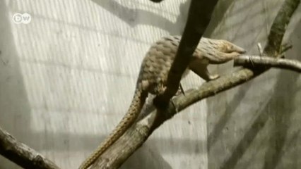 Sıra dışı bir memeli: Pangolin