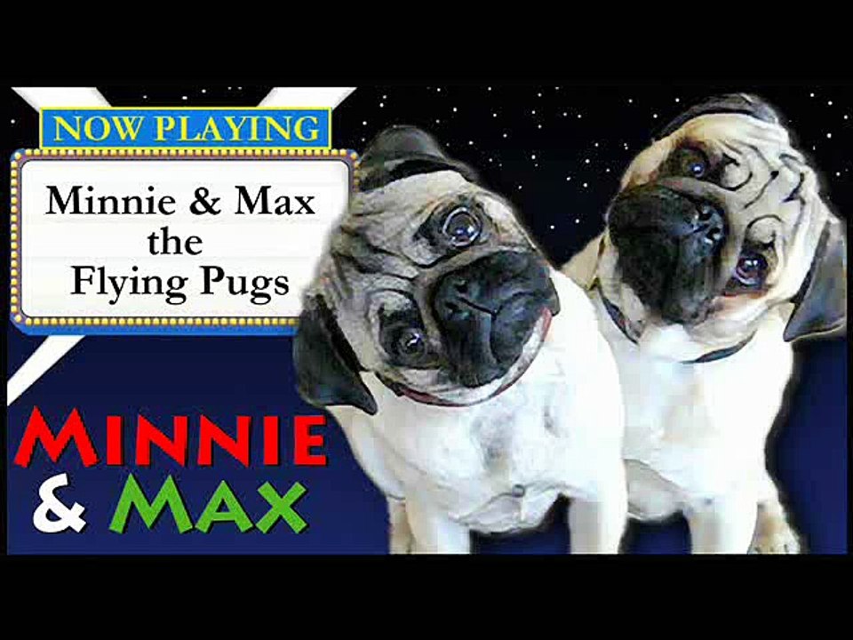 Flying Beach Pugs