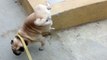 Frankie the pug is peeing while walking on his front legs! Мопс ходит на передних лапах!