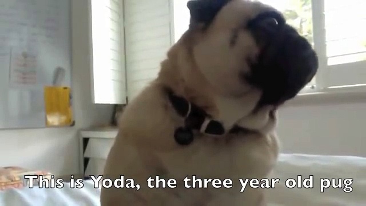 Funny Pug Noises