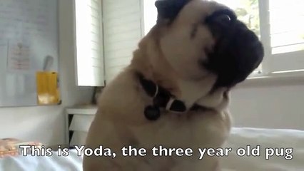 Funny Pug Noises
