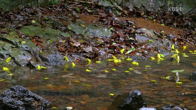 추석기획 동물의 세계.160915