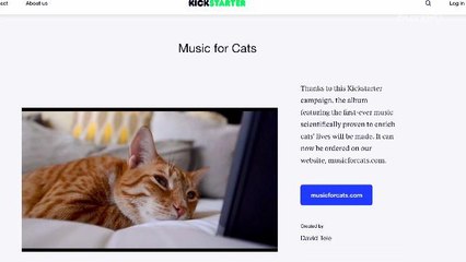 A Major Record Label Releasing an Album Just For Cats