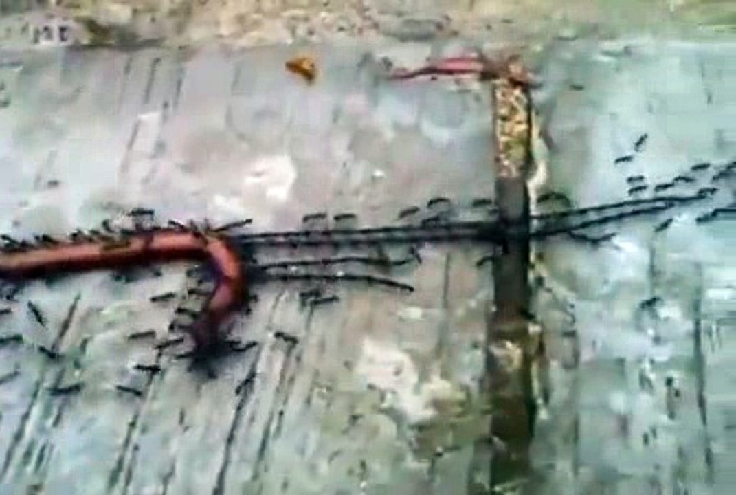 Watch This Incredible Video Of Ants Team Work