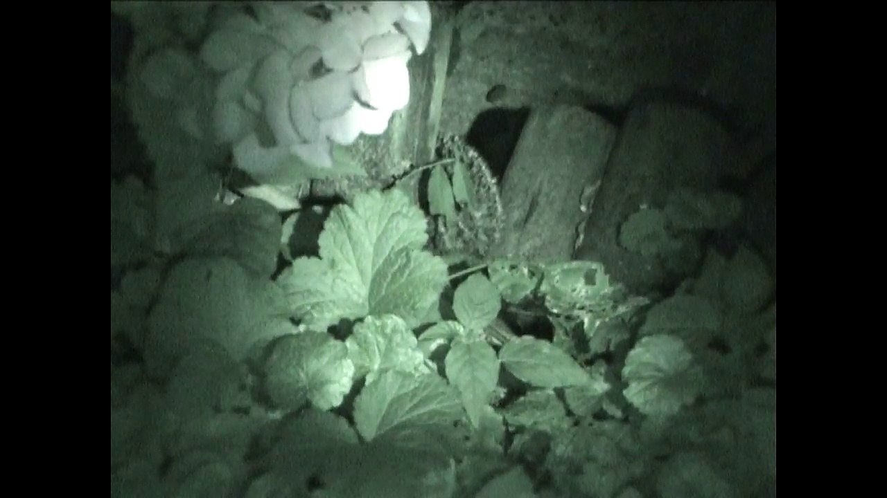 La ballade du hérisson