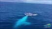 Rare White Humpback Whale Spotted in Great Barrier Reef