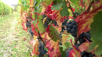 Découverte d'une algue bio-pesticide prometteuse