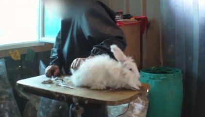 Le lapin angora, dans le viseur des associations de défense des animaux