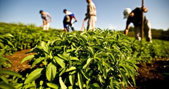 Stevia Şeker Otu Birçok Hastalığa İyi Geliyor