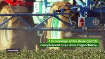 Bayer et Monsanto : le mariage entre deux géants de l'agrochimie