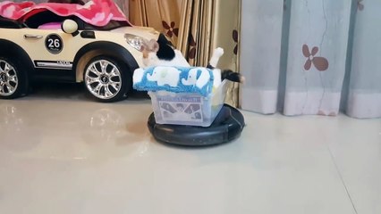 Ce chat est le roi de l'aspirateur