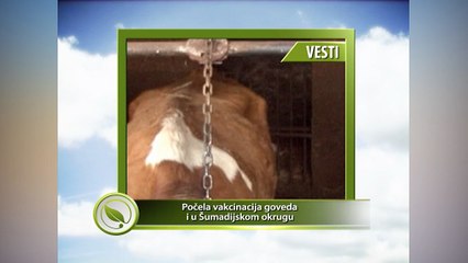 Počela vakcinacija obolelih goveda i u Šumadijskom okrugu