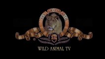 Lion vs Elephant vs Buffalo vs Crocodile Elephant Kills Lion | Amazing Wild Animal Attacks