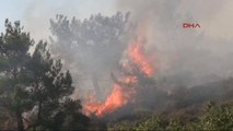 Karaburun'da Piknikçi Ateşi Ormanı Yaktı Ek Kısmen Kontrol Altına Alındı
