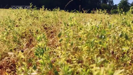 VOYONS VOIR - 15 SEPTEMBRE 2016