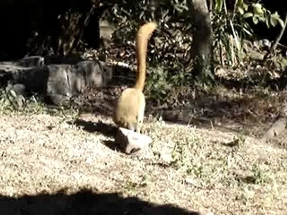 Lémuriens de l'Isalo