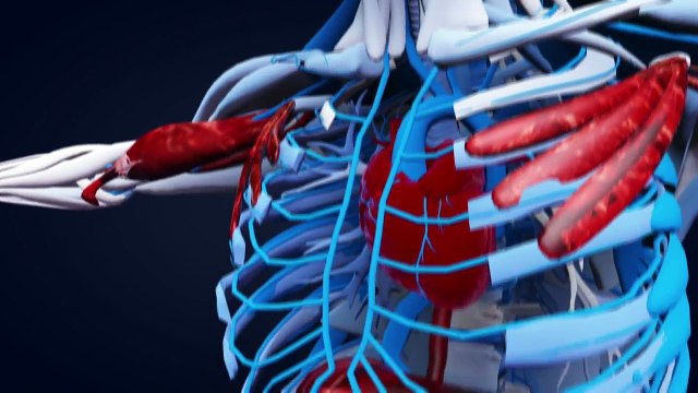 Algodón de Azúcar y Vasos Sanguíneos Artificiales