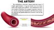 Fatty Meals May Impair Artery Function