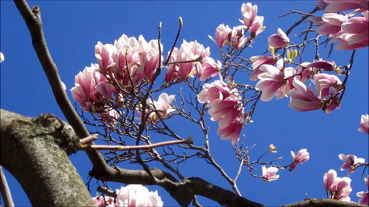 Tree - Ultra High Definition Video HD