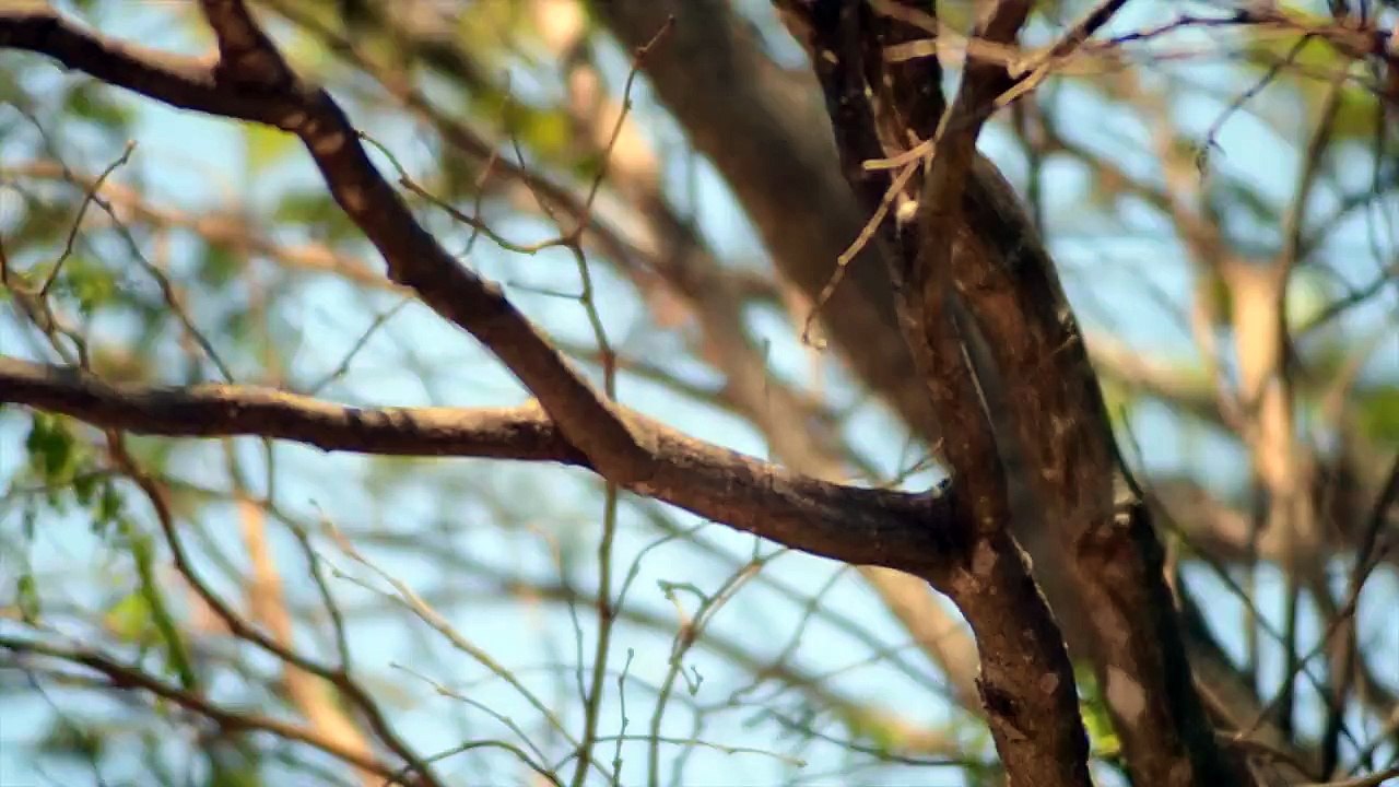 Twigs - Ultra High Definition Video HD