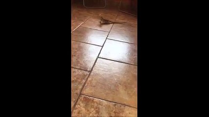 Bearded Dragon Cartoon Version,lol!