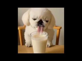 Cute Little Dog Enjoys a Cool Refreshing Drink